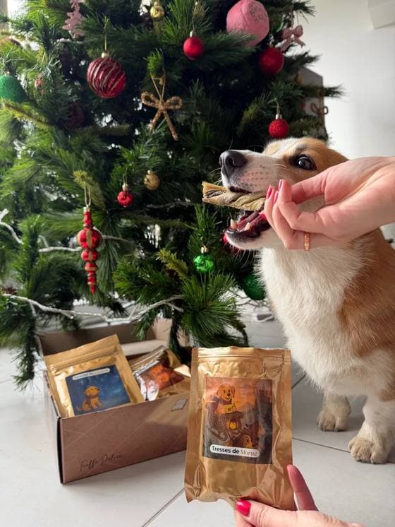Bifi the Corgi avec le calendrier de l’Avent Truffe Délice